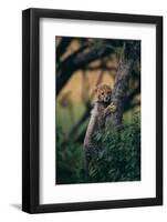 Cheetah Cub Clinging to Tree Trunk-DLILLC-Framed Photographic Print