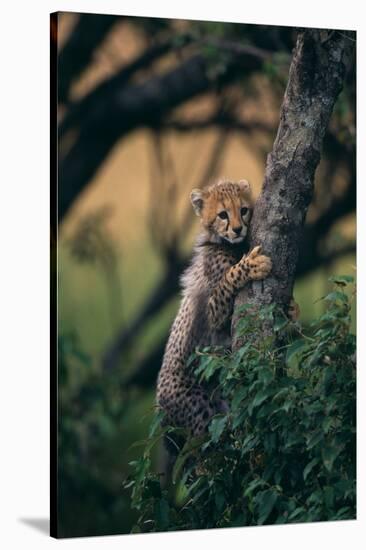 Cheetah Cub Clinging to Tree Trunk-DLILLC-Stretched Canvas