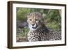 Cheetah Cub Hz 17 1-Robert Michaud-Framed Giclee Print