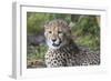 Cheetah Cub Hz 17 1-Robert Michaud-Framed Giclee Print