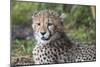 Cheetah Cub Hz 17 1-Robert Michaud-Mounted Giclee Print