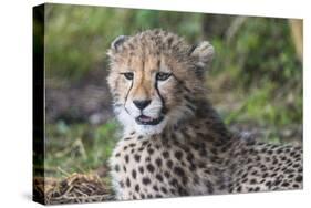 Cheetah Cub Hz 17 1-Robert Michaud-Stretched Canvas