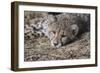 Cheetah Cub Hz 17 2-Robert Michaud-Framed Giclee Print