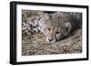 Cheetah Cub Hz 17 2-Robert Michaud-Framed Giclee Print