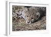 Cheetah Cub Hz 17 2-Robert Michaud-Framed Giclee Print