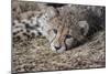 Cheetah Cub Hz 17 2-Robert Michaud-Mounted Giclee Print