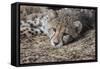 Cheetah Cub Hz 17 2-Robert Michaud-Framed Stretched Canvas