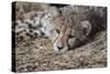 Cheetah Cub Hz 17 2-Robert Michaud-Stretched Canvas