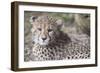 Cheetah cub HZ 17 3-Robert Michaud-Framed Giclee Print