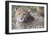 Cheetah cub HZ 17 3-Robert Michaud-Framed Giclee Print