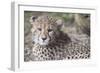 Cheetah cub HZ 17 3-Robert Michaud-Framed Giclee Print