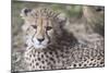 Cheetah cub HZ 17 3-Robert Michaud-Mounted Giclee Print