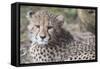 Cheetah cub HZ 17 3-Robert Michaud-Framed Stretched Canvas