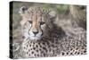 Cheetah cub HZ 17 3-Robert Michaud-Stretched Canvas