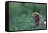 Cheetah Cub Lying in Grass-Paul Souders-Framed Stretched Canvas