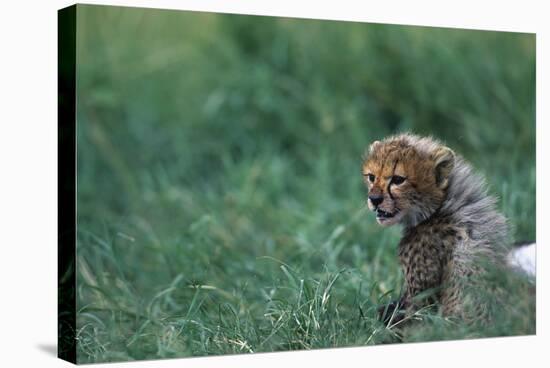 Cheetah Cub Lying in Grass-Paul Souders-Stretched Canvas