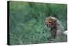 Cheetah Cub Lying in Grass-Paul Souders-Stretched Canvas