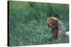 Cheetah Cub Lying in Grass-Paul Souders-Stretched Canvas