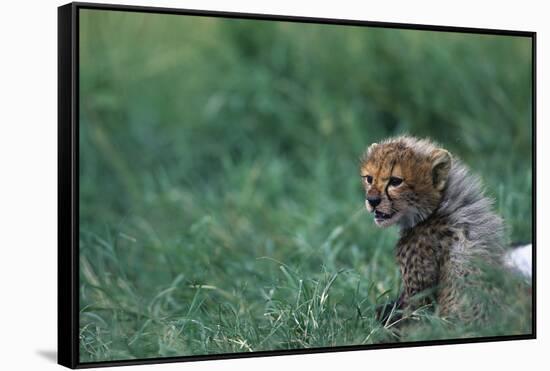 Cheetah Cub Lying in Grass-Paul Souders-Framed Stretched Canvas