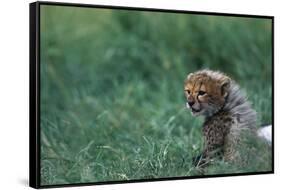 Cheetah Cub Lying in Grass-Paul Souders-Framed Stretched Canvas