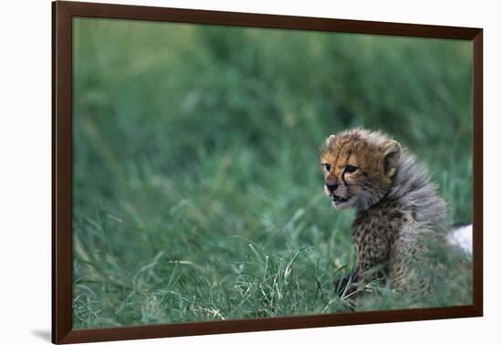 Cheetah Cub Lying in Grass-Paul Souders-Framed Photographic Print