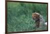 Cheetah Cub Lying in Grass-Paul Souders-Framed Photographic Print