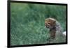 Cheetah Cub Lying in Grass-Paul Souders-Framed Photographic Print