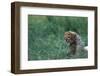 Cheetah Cub Lying in Grass-Paul Souders-Framed Photographic Print