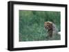 Cheetah Cub Lying in Grass-Paul Souders-Framed Photographic Print