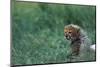 Cheetah Cub Lying in Grass-Paul Souders-Mounted Photographic Print