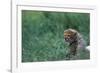 Cheetah Cub Lying in Grass-Paul Souders-Framed Photographic Print