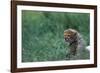 Cheetah Cub Lying in Grass-Paul Souders-Framed Photographic Print