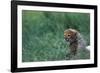 Cheetah Cub Lying in Grass-Paul Souders-Framed Photographic Print