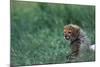 Cheetah Cub Lying in Grass-Paul Souders-Mounted Photographic Print