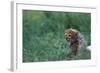 Cheetah Cub Lying in Grass-Paul Souders-Framed Photographic Print