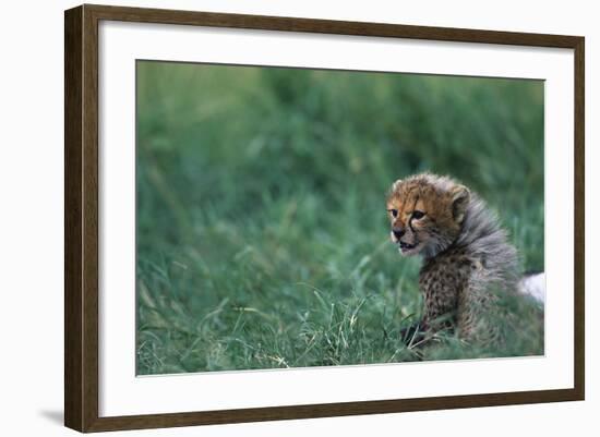 Cheetah Cub Lying in Grass-Paul Souders-Framed Photographic Print