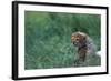 Cheetah Cub Lying in Grass-Paul Souders-Framed Photographic Print