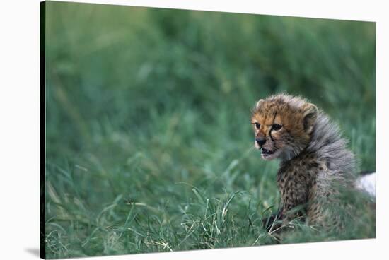 Cheetah Cub Lying in Grass-Paul Souders-Stretched Canvas