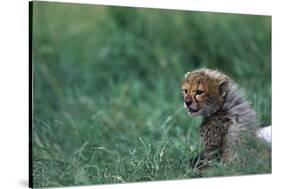 Cheetah Cub Lying in Grass-Paul Souders-Stretched Canvas