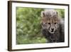 Cheetah Cub, Masai Mara, Kenya-Sergio Pitamitz-Framed Photographic Print