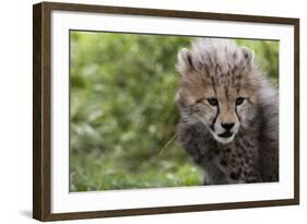 Cheetah Cub, Masai Mara, Kenya-Sergio Pitamitz-Framed Photographic Print