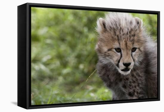 Cheetah Cub, Masai Mara, Kenya-Sergio Pitamitz-Framed Stretched Canvas