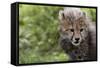 Cheetah Cub, Masai Mara, Kenya-Sergio Pitamitz-Framed Stretched Canvas