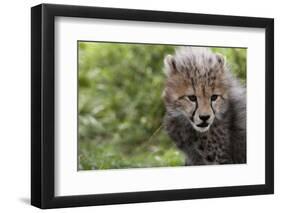 Cheetah Cub, Masai Mara, Kenya-Sergio Pitamitz-Framed Photographic Print