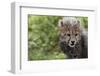 Cheetah Cub, Masai Mara, Kenya-Sergio Pitamitz-Framed Photographic Print