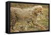 Cheetah Cub, Ngorongoro Conservation Area, Tanzania-Paul Souders-Framed Stretched Canvas