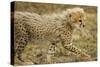 Cheetah Cub, Ngorongoro Conservation Area, Tanzania-Paul Souders-Stretched Canvas