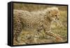 Cheetah Cub, Ngorongoro Conservation Area, Tanzania-Paul Souders-Framed Stretched Canvas