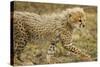 Cheetah Cub, Ngorongoro Conservation Area, Tanzania-Paul Souders-Stretched Canvas