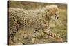 Cheetah Cub, Ngorongoro Conservation Area, Tanzania-Paul Souders-Stretched Canvas